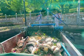 放生成杀生！上海苏州河频现死鱼，常有人用滑槽批量放生大鱼图片