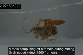 为了避免被“老婆”吃掉，这些公蜘蛛想出了各种神奇操作图片