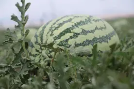 亩产8000斤！宁夏中宁县压砂地退出区覆膜西瓜产量翻倍图片