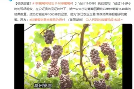 单株葡萄树挂果1140串 刷新“浙江农业之最”图片
