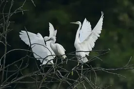 广西南宁：群鸟自由飞翔“翩翩起舞”绘就秀美生态画卷图片