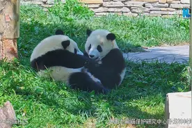 熊猫社区｜超解压 熊猫宝宝日常互rua好可爱图片