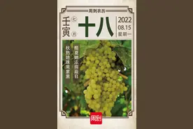 农历中国 | 七月十八 · 葡萄熟了图片