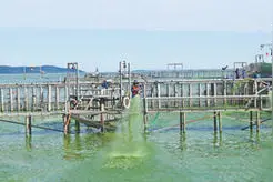 太湖水位近20年同期最低，2007年以来首次在主汛期启动引江济太 引长江水 解太湖渴（美丽中国）图片