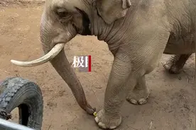 动物园回应“大象用鼻子还鞋走红”：已应网友要求为其加餐图片