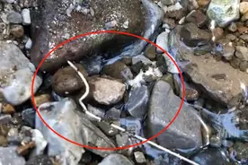 四川水域出现的白条长虫非“龙线虫”专家解答如何预防寄生虫感染图片