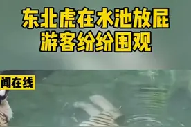 社死！东北虎在水池放屁，被游客围观还全网转发图片