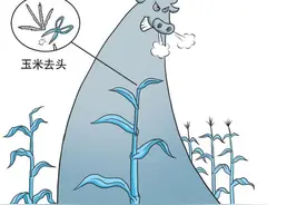 为什么说“玉米去了头，力气大如牛”？图片