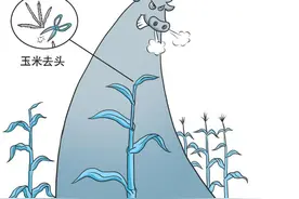 为什么说“玉米去了头，力气大如牛”？图片