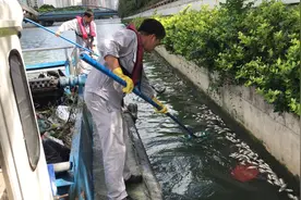 苏州河死鱼事件数量超过往年，都是40度高温惹的祸？择时选种莫杀生图片