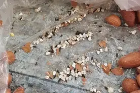 为什么大米会长虫？还能不能吃？答案是……教你几招，久放也不长虫不发霉~图片