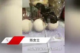 南京太热了！女子买毛鸡蛋放半周后孵出小鸡