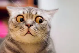 网课老师因猫入镜被开除，猫：这锅我不背！法院判公司赔偿4万多元图片