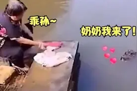 濒临灭绝的扬子鳄，重回大众视野？被称为“活化石”的它，曾是古人“盘中餐”图片