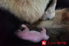 你是最胖的！全球最重大熊猫宝宝出生图片