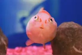 注意！水温不能过高！家里养鱼的你快看过来图片