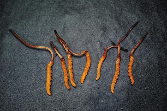 花胶响螺龙眼肉煲竹丝鸡 花胶响螺肉煲鸡汤