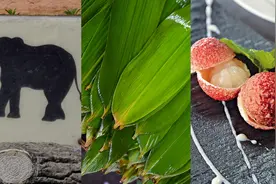 大象和荔枝告诉你：成都原来比现在还热图片