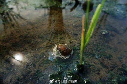 福寿螺体内寄生虫多达6000条！见到请立即清除