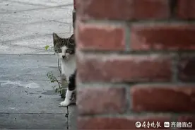 可爱的小猫咪，有一双迷人的大眼睛图片