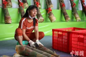 广西村民种竹笋致富 练就一分钟剥七根大笋绝技图片