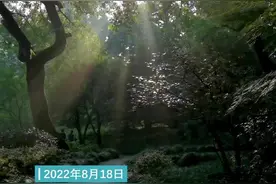 天目鸟痴羽色艳丽的红嘴蓝鹊 极具造型之美图片