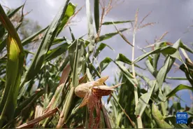 法国：严重干旱图片
