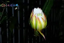 稀奇！火龙果花开，似“昙花一现”图片