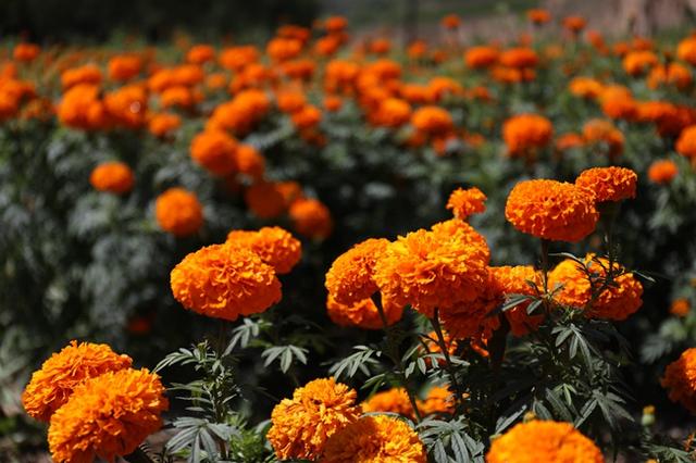 甘谷：“万”家种起“菊”宝盆