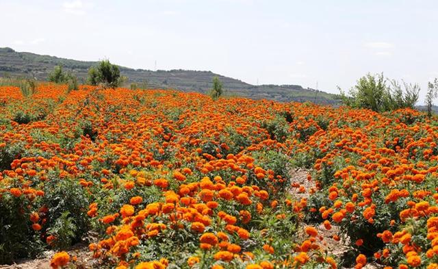 甘谷：“万”家种起“菊”宝盆