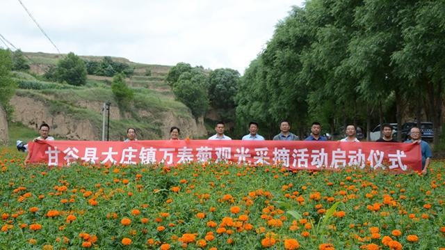 甘谷：“万”家种起“菊”宝盆