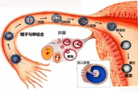 试管婴儿技术走到了哪一步？专家解答→图片