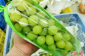 阳光玫瑰葡萄价格“跳水”从百元一斤掉入“十元档”图片