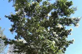 北方的菩提树——暴马丁香图片