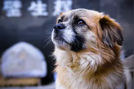 将中华田园犬移出禁养目录，背后的真问题是什么｜新京报专栏图片
