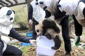 “熊猫人”来了！熊猫：总感觉哪里不对劲，但又说不上来图片