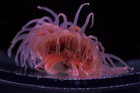 嗑到了！寄居蟹与海葵的“深海爱情”图片