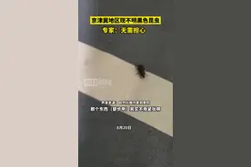 京津冀地区现不明黑色昆虫？专家：系中华婪步甲，对人体无害无需担心图片