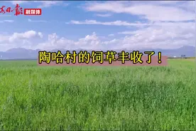 陶哈村的饲草丰收了图片