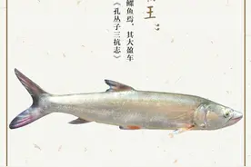 秘境之眼·人类之友 日历 | 鳡鱼：淡水鱼“霸王”图片