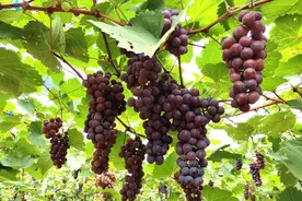 前方高甜！东莞市内11家葡萄采摘园，走起！图片