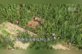 山西运城：红香酥梨丰收上市图片