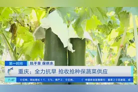 遮阳网覆盖大棚、安装喷灌设施…重庆：全力抗旱 抢收抢种保蔬菜供应图片