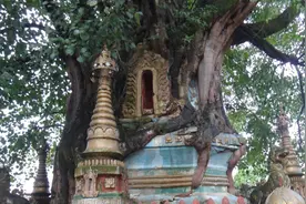 菩提树——友谊树、景观树图片