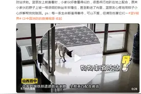 每个生命都值得善待，小狗被铁丝勒脖子跑进消防站求助图片