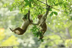 张家界猴趣图片