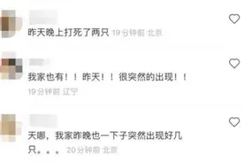 京津冀现不明黑色昆虫？哪来的？有害吗？专家释疑图片