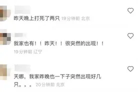 京津冀现不明黑色昆虫！哪来的？有害吗？图片