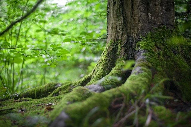勃勃生机是成语吗勃勃生机释义和造句（一课译词生机勃勃）