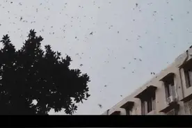 四川绵竹天空出现密集鸟群？当地回应：是蝙蝠，属自然现象图片